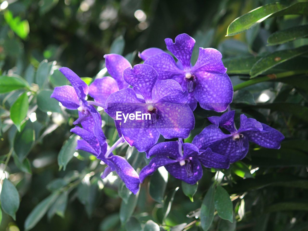 CLOSE-UP OF PURPLE IRIS BLOOMING IN PARK