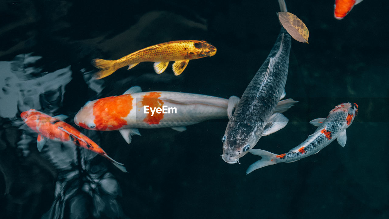 CLOSE-UP OF FISH SWIMMING IN WATER