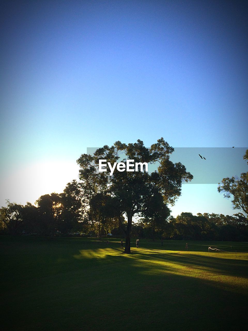 Trees growing on grassy field against clear blue sky