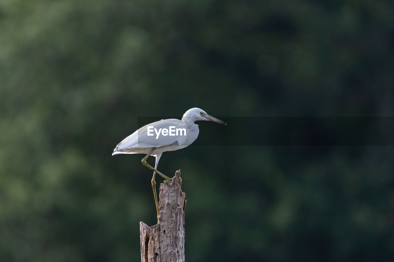 CLOSE-UP OF WHITE BIRD PERCHING ON WOODEN POST