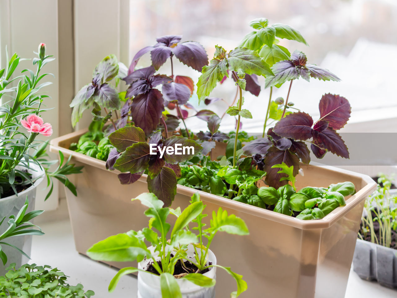 Plastic boxes with basil seedlings. growing edible herbs and microgreen for healthy nutrition. 