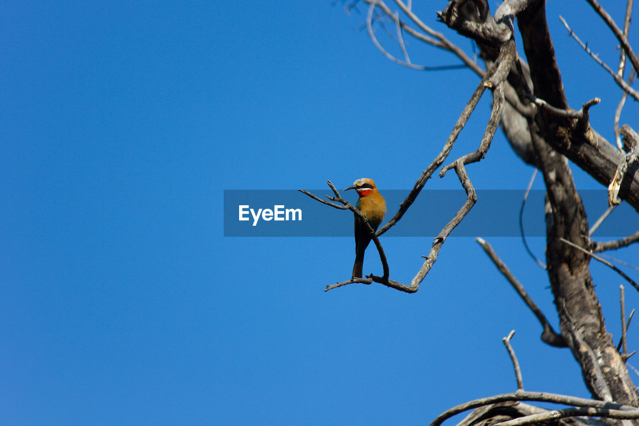 blue, sky, bird, tree, clear sky, branch, animal wildlife, nature, animal, animal themes, wildlife, low angle view, bare tree, perching, one animal, day, plant, no people, sunny, outdoors, full length