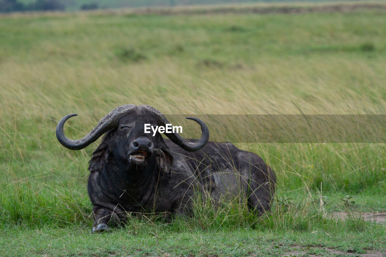 African buffalo laying in field with bird on its head