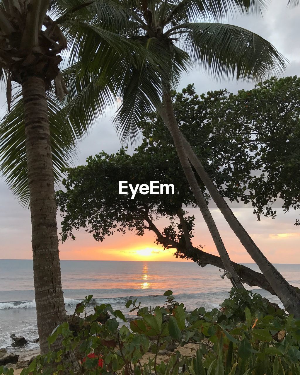 PALM TREE BY SEA AGAINST SKY