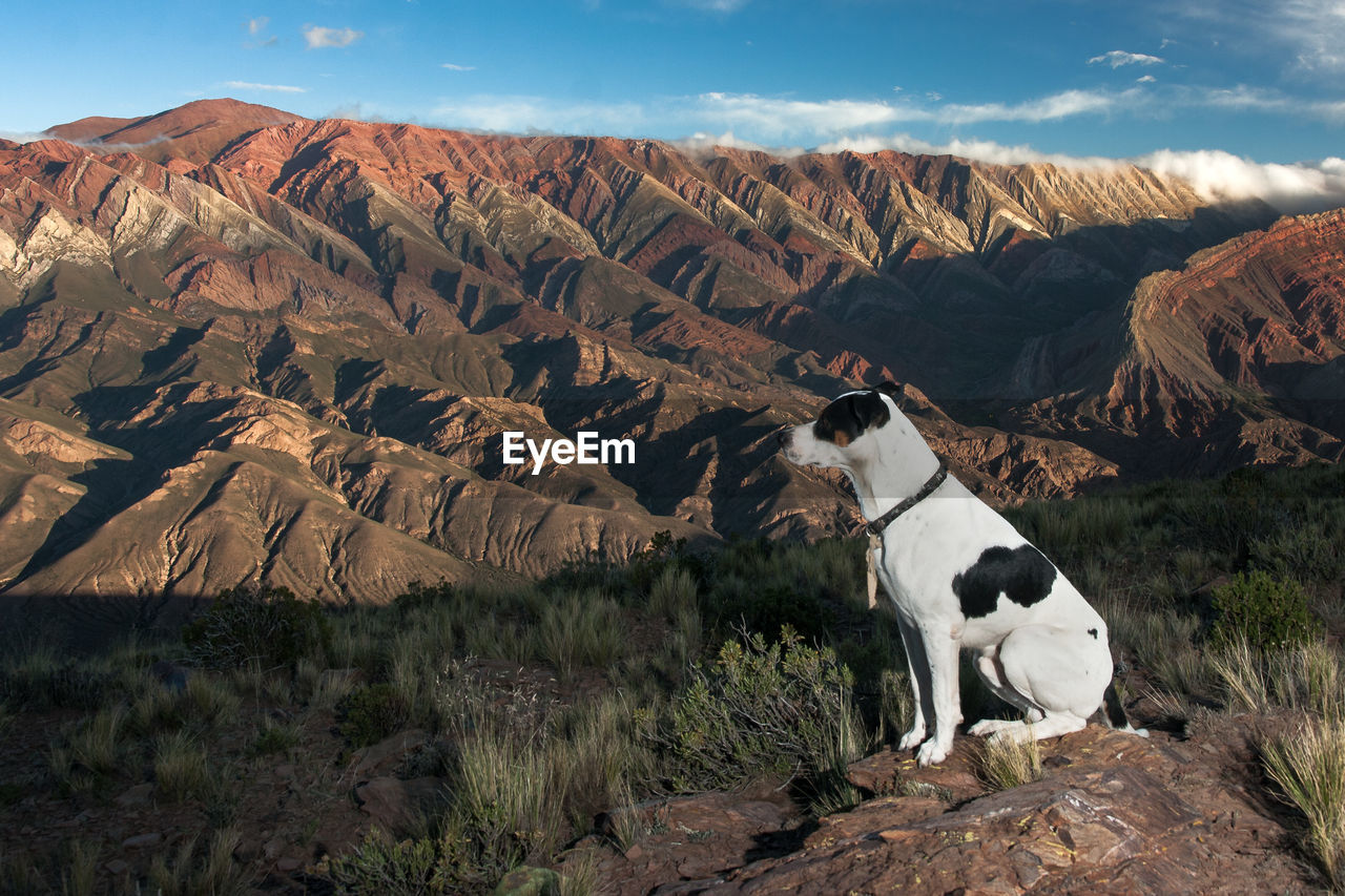 View of a dog on landscape against mountain range. touristic place, jujuy, argentina 