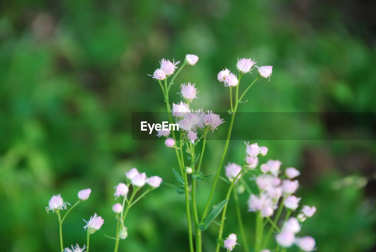 Close-up of pink flowering plant on field