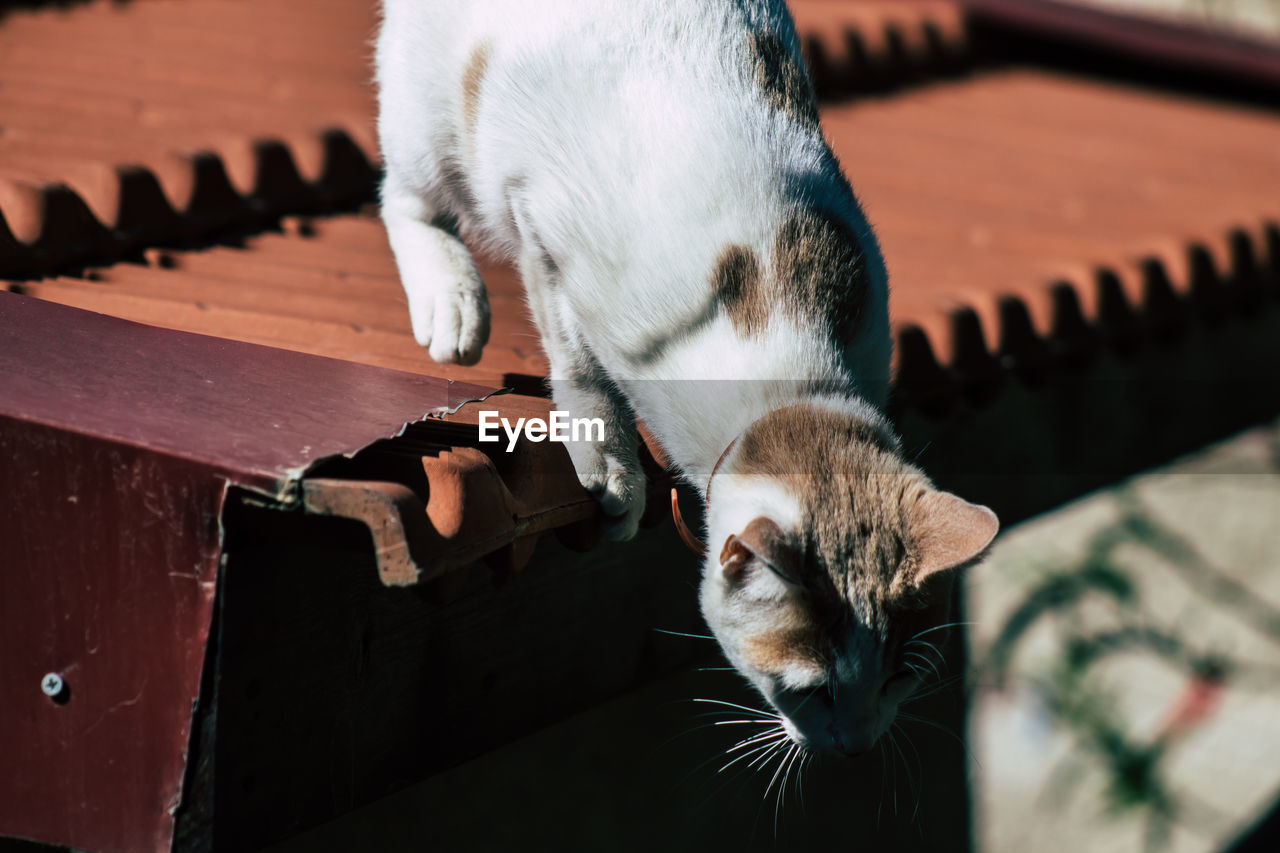 CLOSE-UP OF A CAT ON WOOD