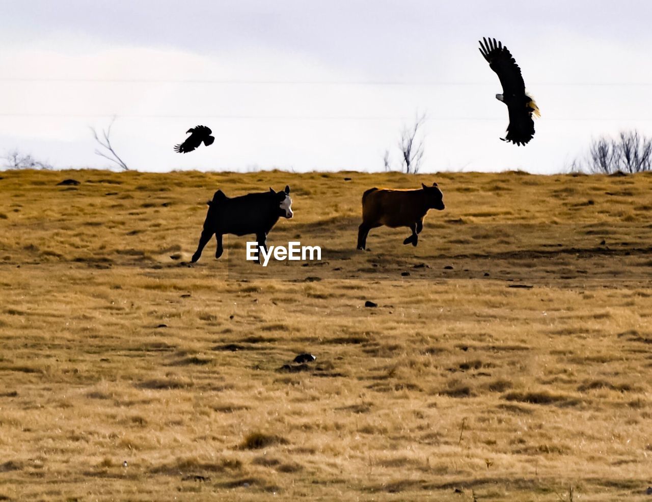 BIRDS FLYING ON FIELD