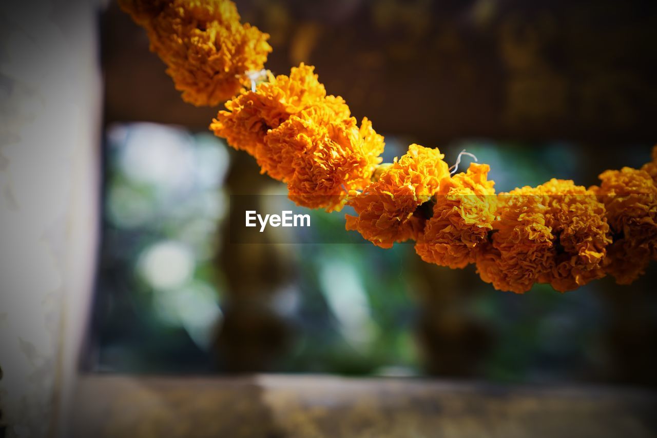 Close-up of yellow flowering plant