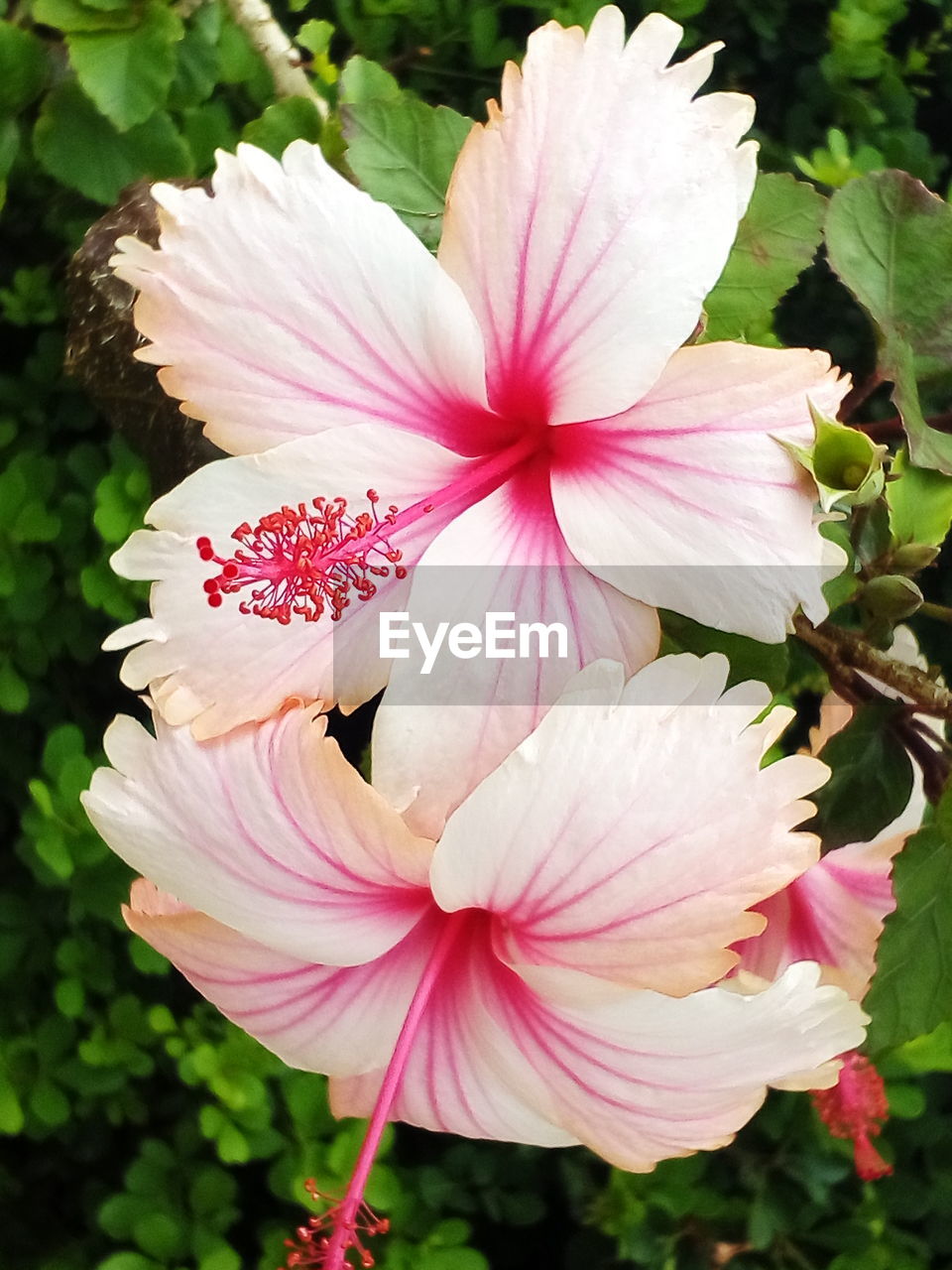 CLOSE-UP OF PINK HIBISCUS BLOOMING ON PLANT