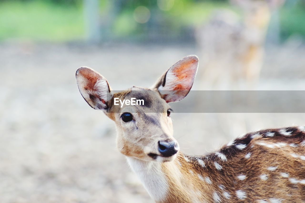 Portrait of deer