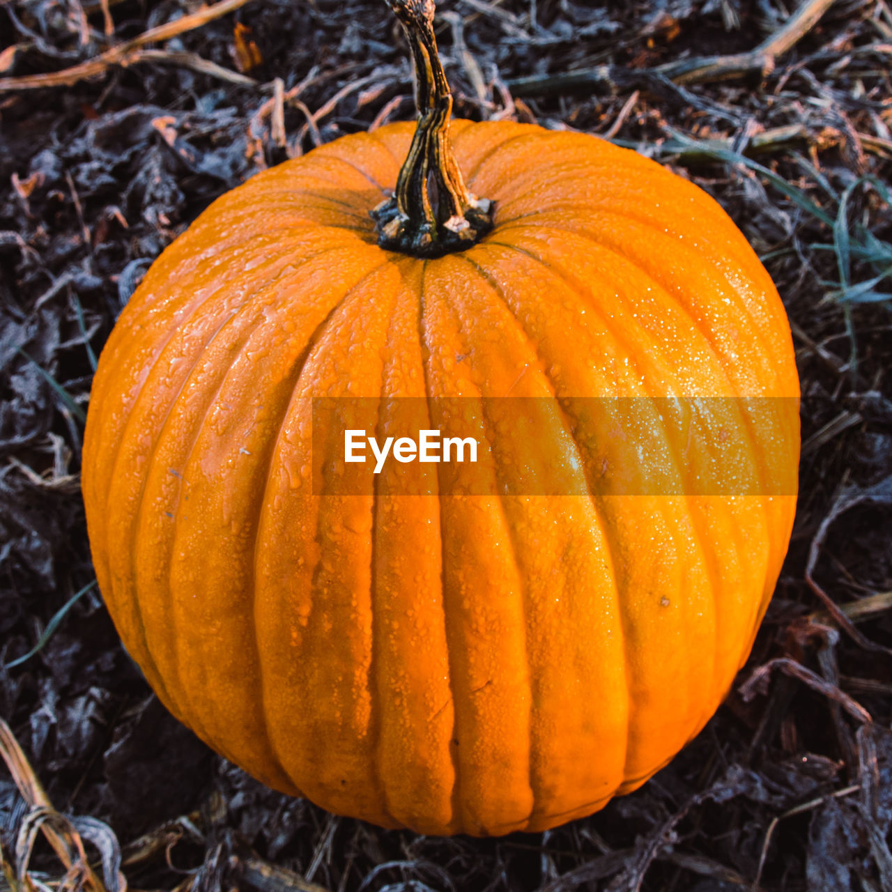 Autumn pumpkin for halloween party