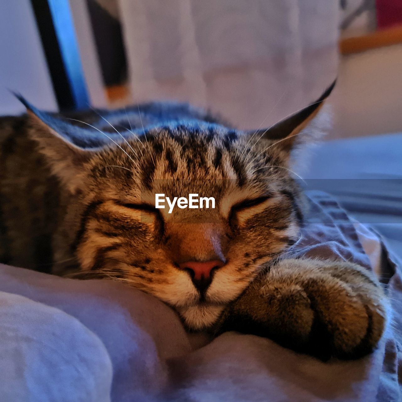Close-up of cat lying on bed at home
