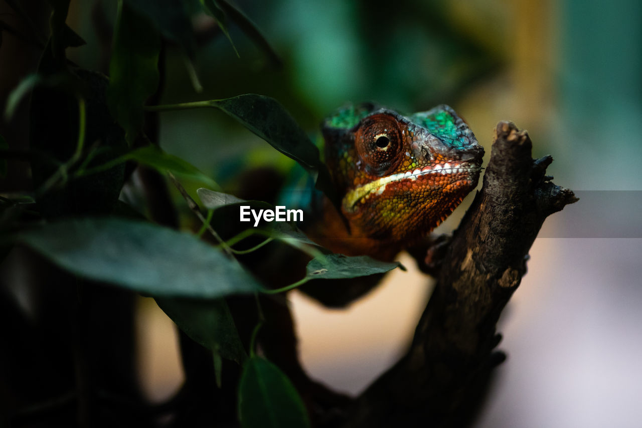 Close-up of chameleon on tree