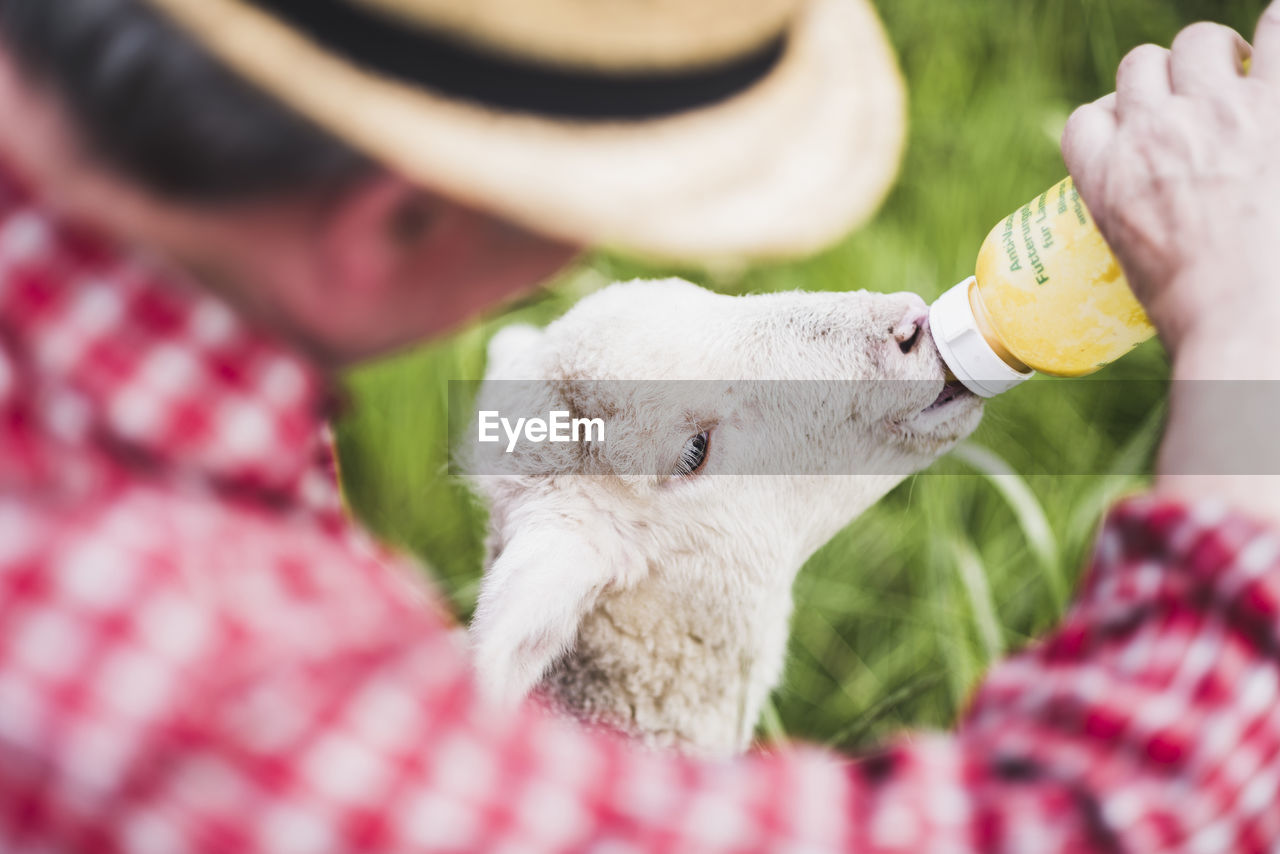 Shepherd feeding lamb with milk bottle