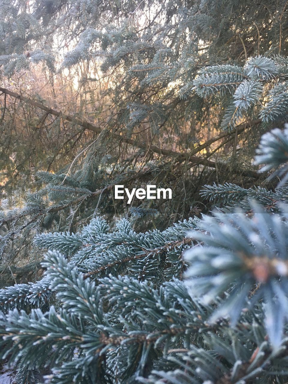 CLOSE-UP OF SNOW ON TREE