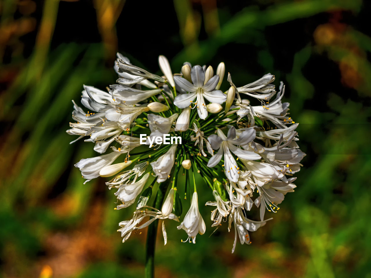 CLOSE-UP OF WHITE FLOWER PLANT
