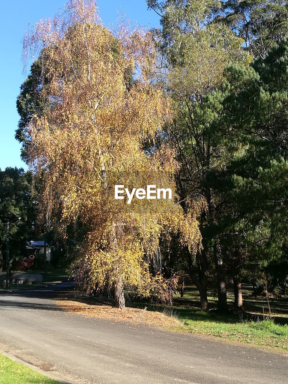 TREES BY ROAD AGAINST SKY