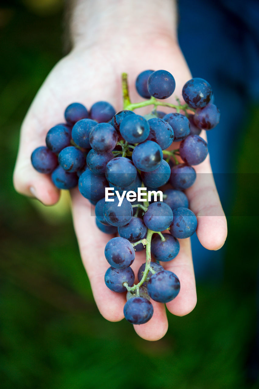 Close-up of hand holding grapes