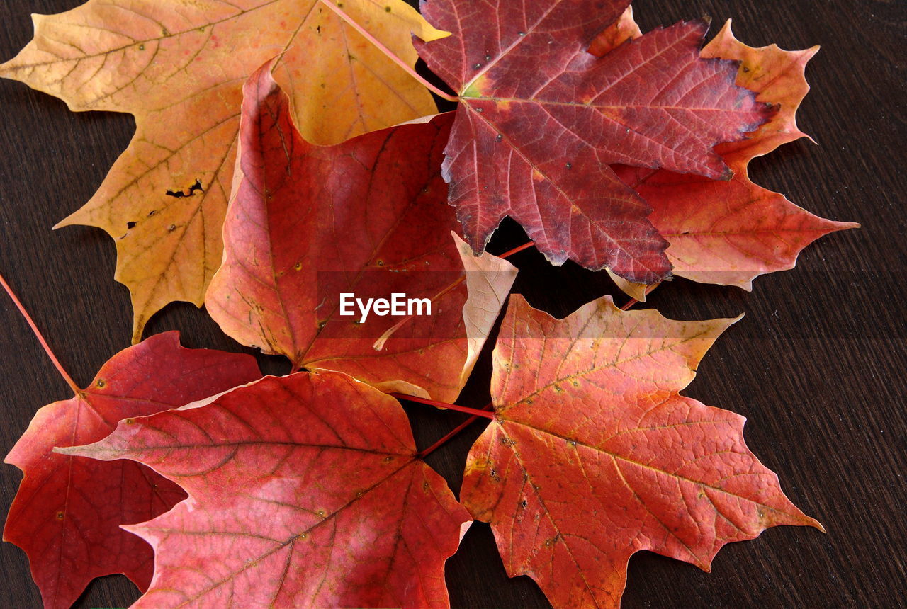 Close-up of maple leaves on plant