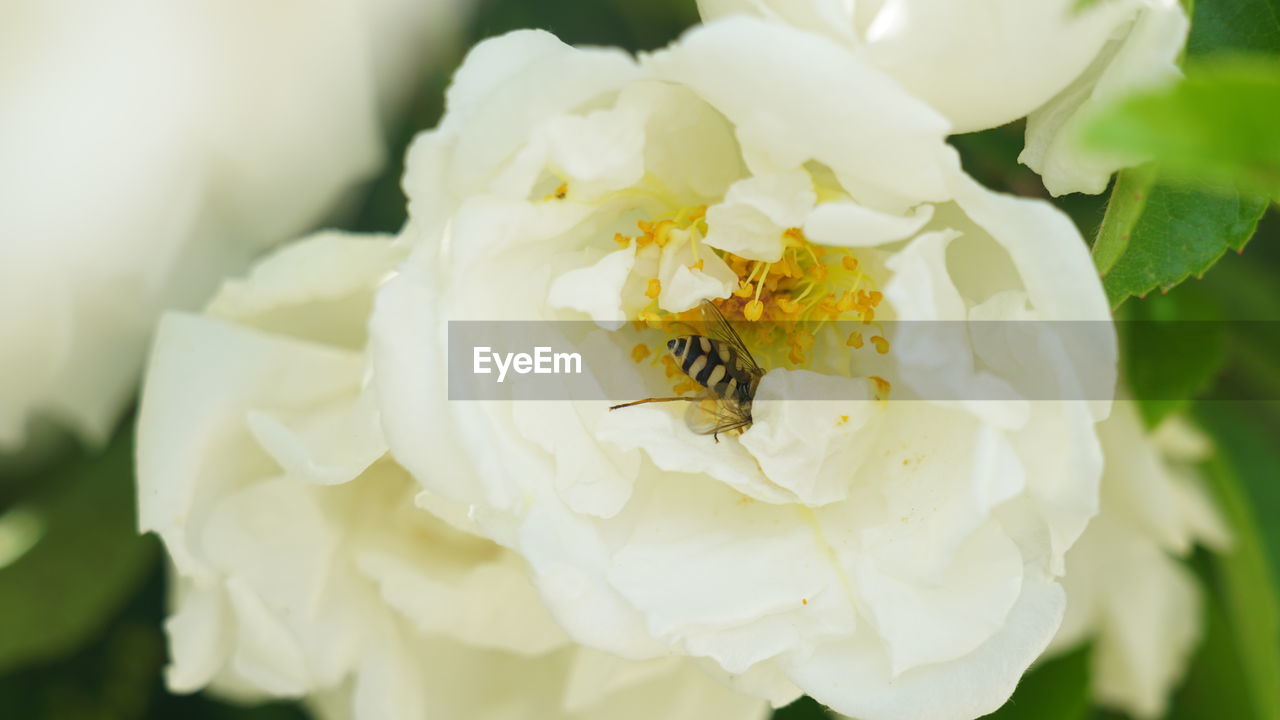 CLOSE-UP OF INSECT ON WHITE ROSE