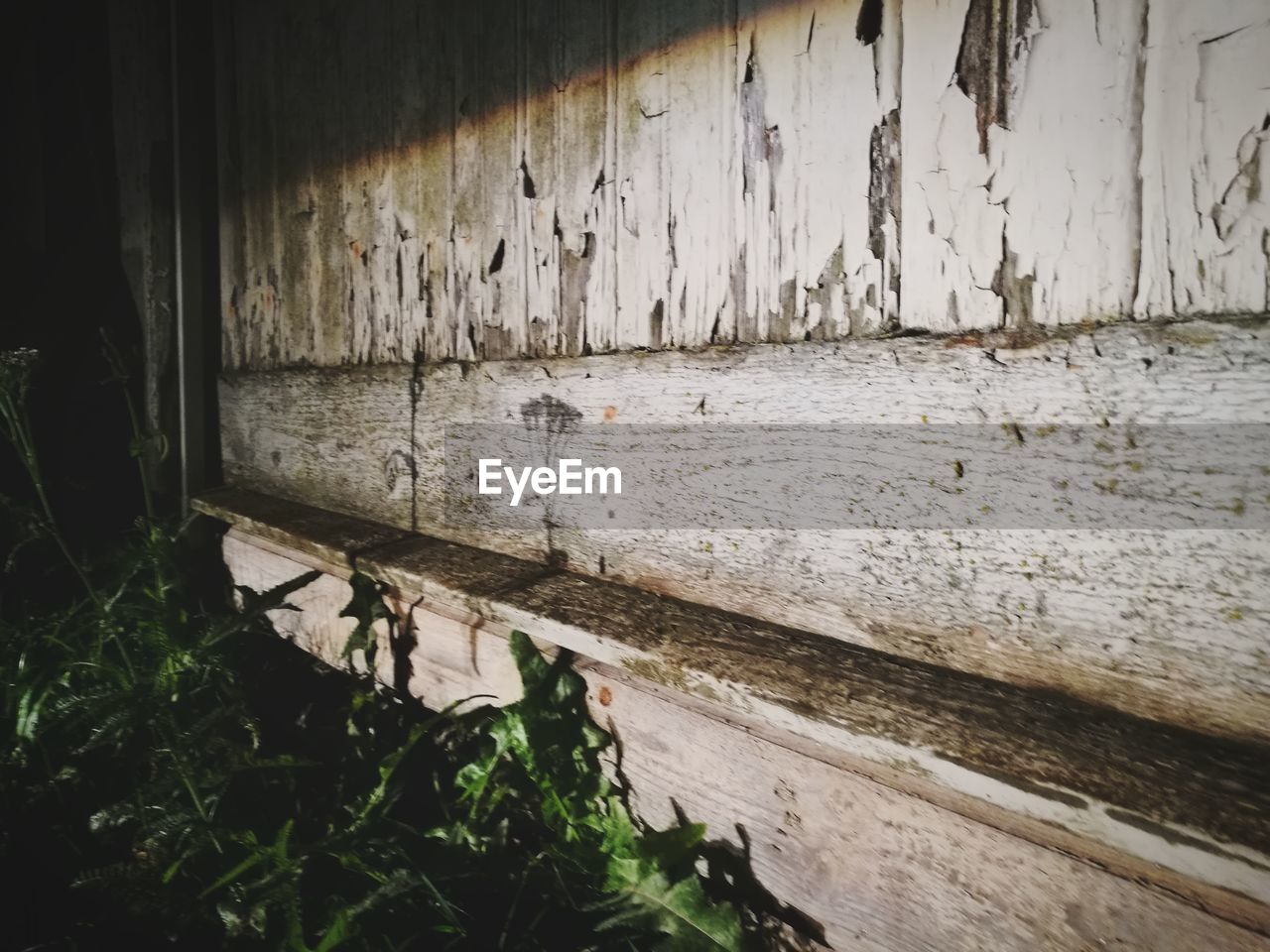 Close-up of plants against wall