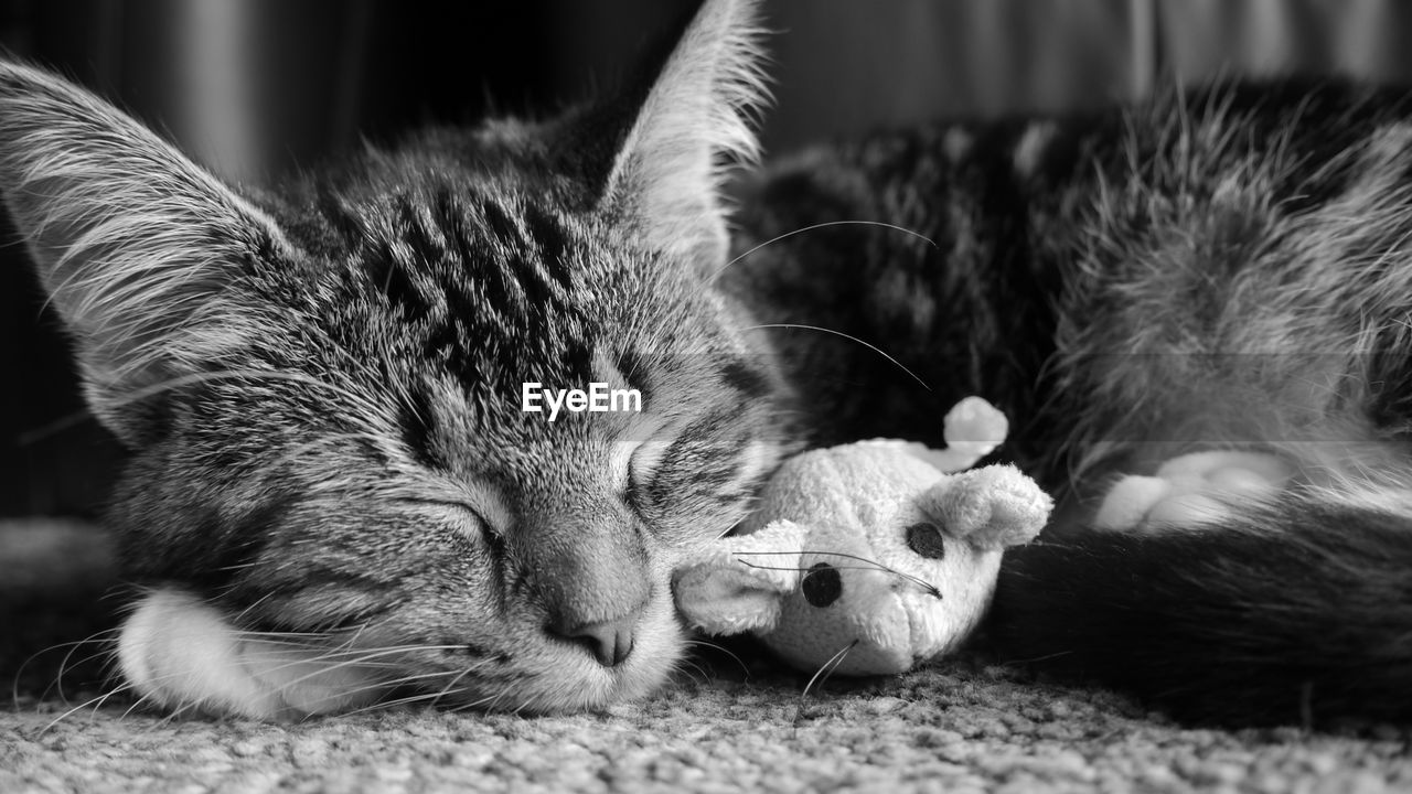 Close-up of cat sleeping on rug at home