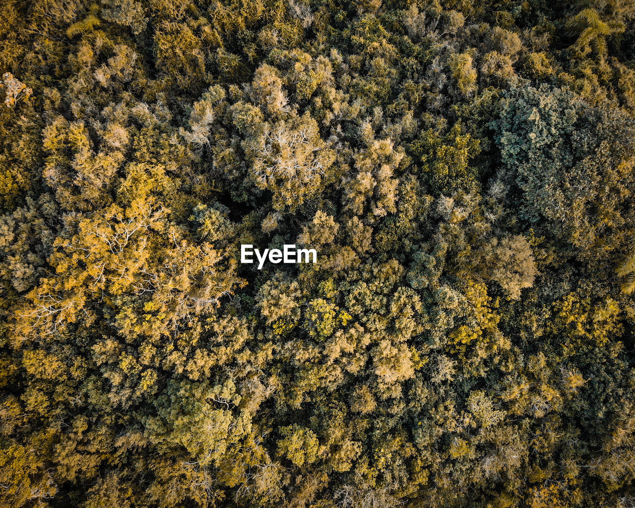 Aerial view of trees growing in forest