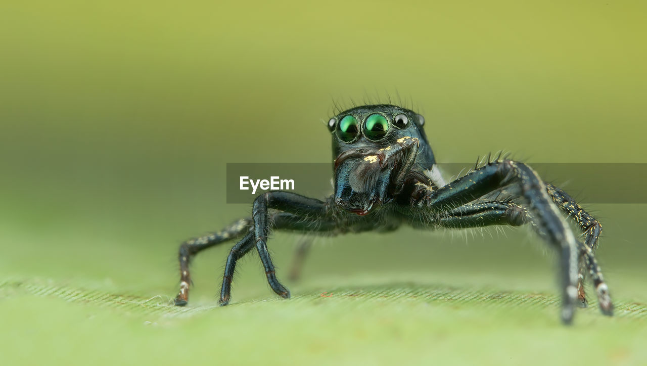 Close-up of spider on leaf