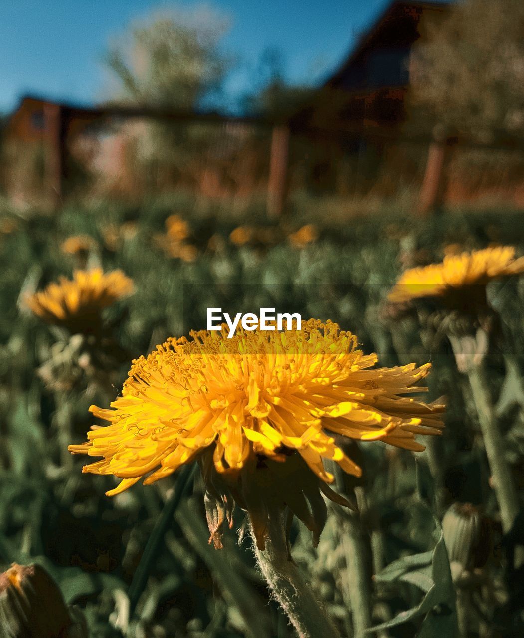 CLOSE-UP OF YELLOW FLOWER ON LAND