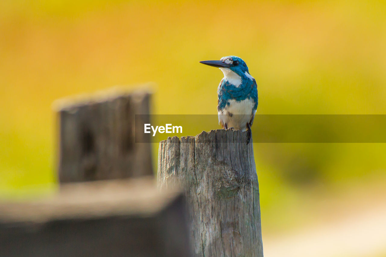 bird, animal themes, animal, animal wildlife, yellow, perching, wood, one animal, wildlife, blue, post, nature, wooden post, no people, close-up, beak, day, outdoors, focus on foreground, selective focus, fence, green, beauty in nature