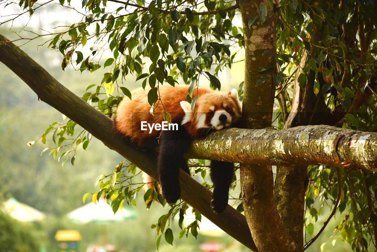 Sleeping red panda
