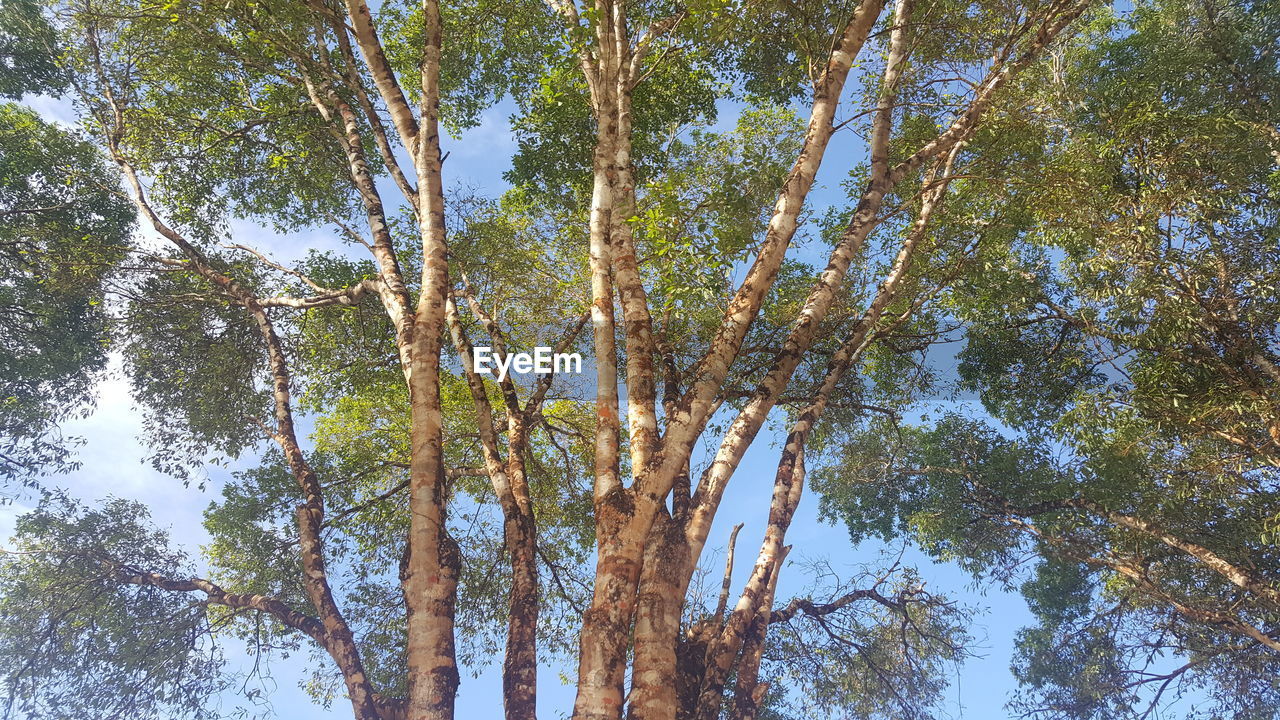LOW ANGLE VIEW OF TREES GROWING IN FOREST AGAINST SKY