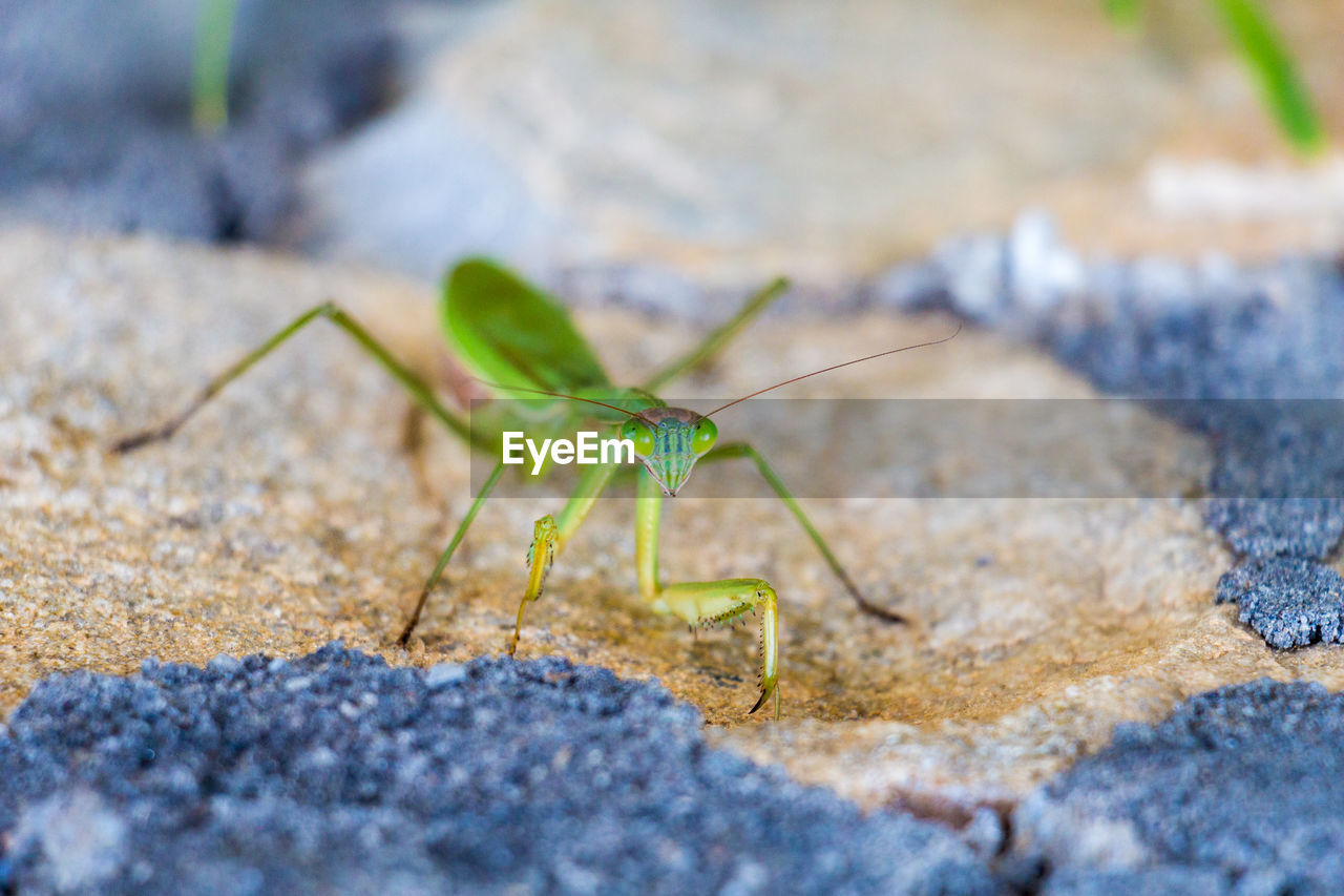 Close-up of insect on rock