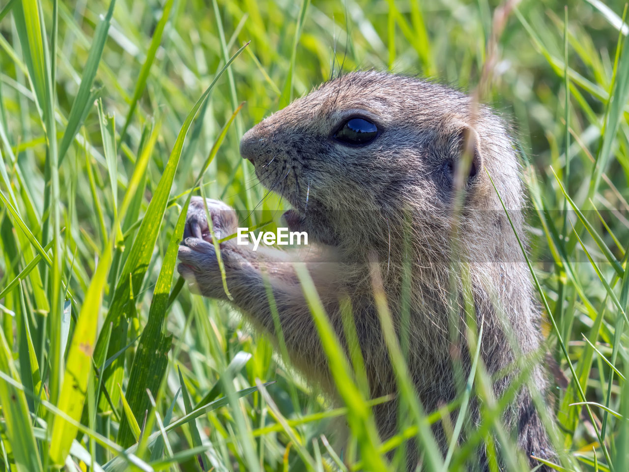 animal, animal themes, animal wildlife, one animal, wildlife, grass, mammal, plant, nature, no people, squirrel, whiskers, rodent, close-up, prairie dog, day, green, eating, outdoors, land, field, prairie, focus on foreground, animal body part