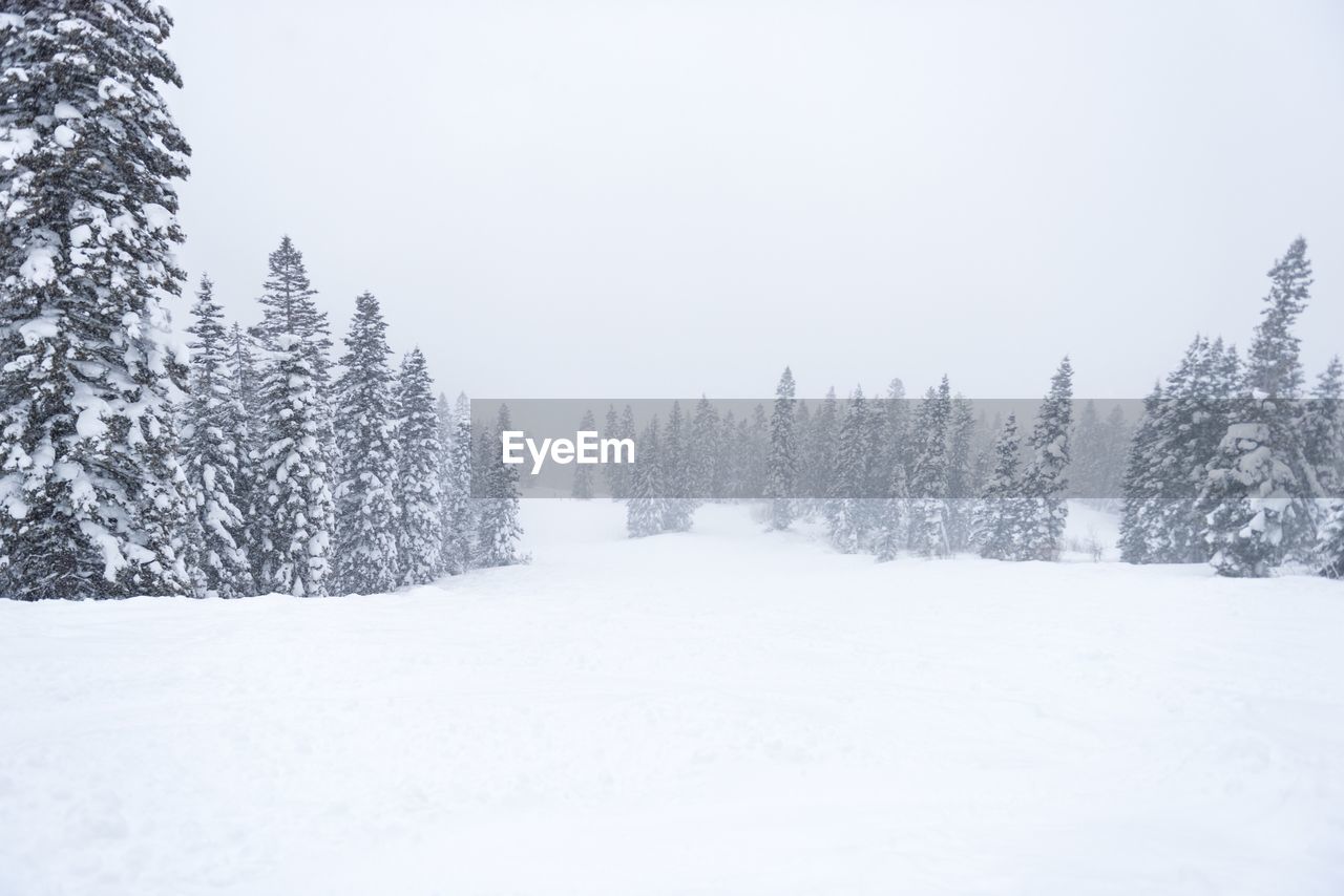 TREES ON SNOW COVERED LANDSCAPE AGAINST CLEAR SKY