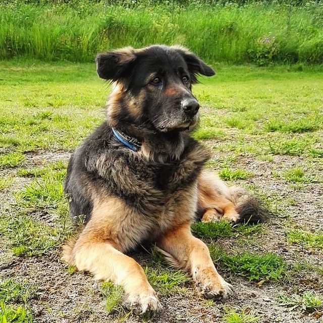 DOG SITTING ON GROUND