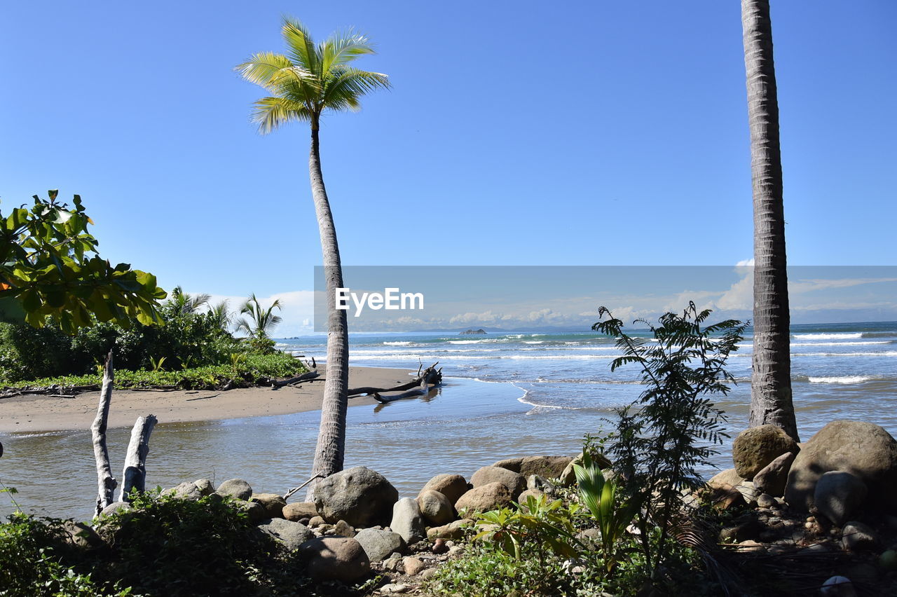 SCENIC VIEW OF BEACH AGAINST CLEAR SKY