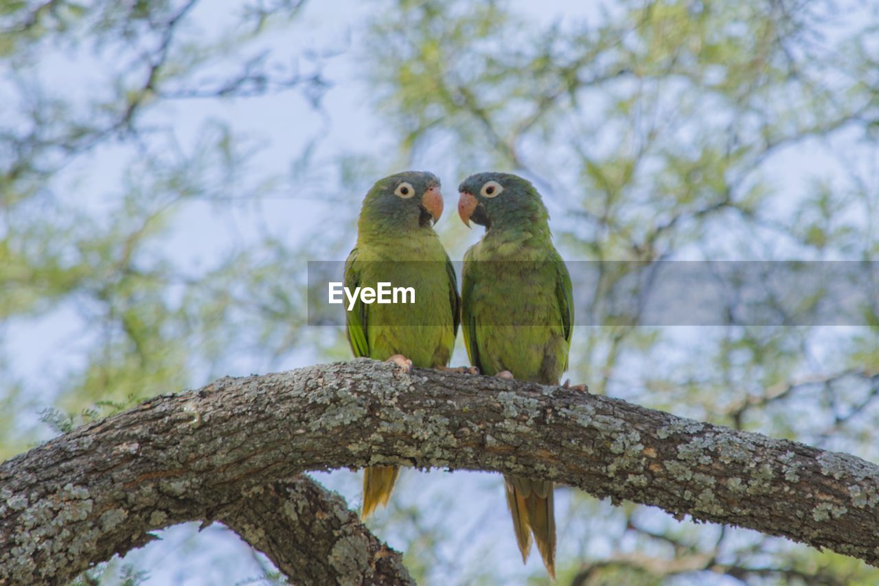 Low angle view of parrot perching on tree