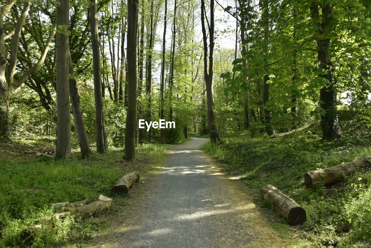 Dirt road amidst trees in forest