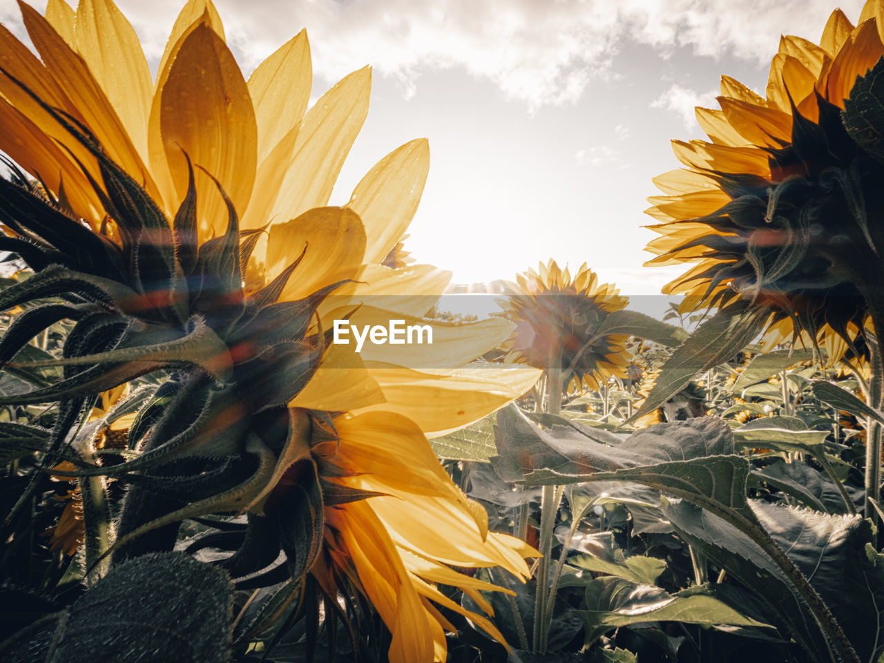 CLOSE-UP OF SUNFLOWER