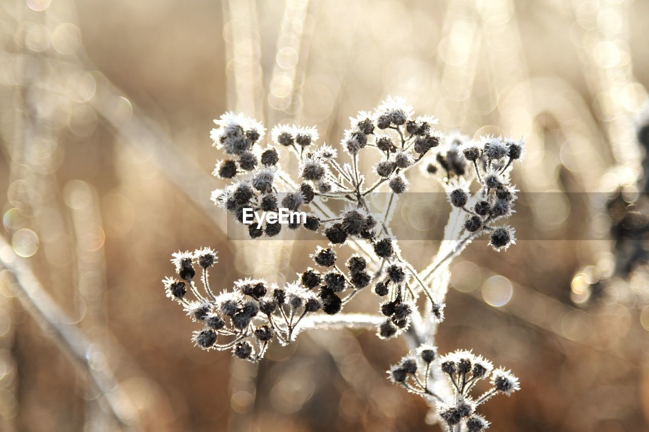 Close-up of wilted plant during winter