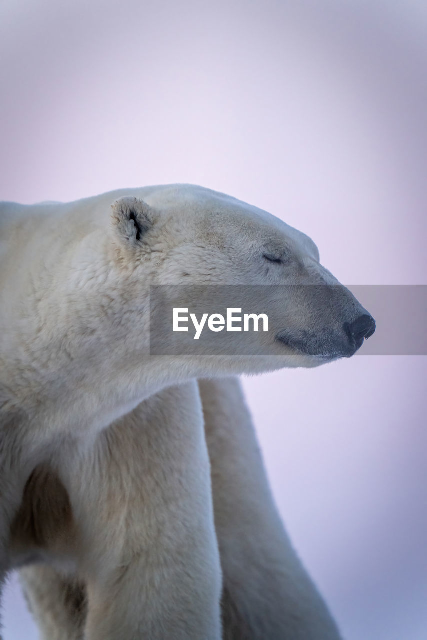 Close-up of polar bear with eyes closed