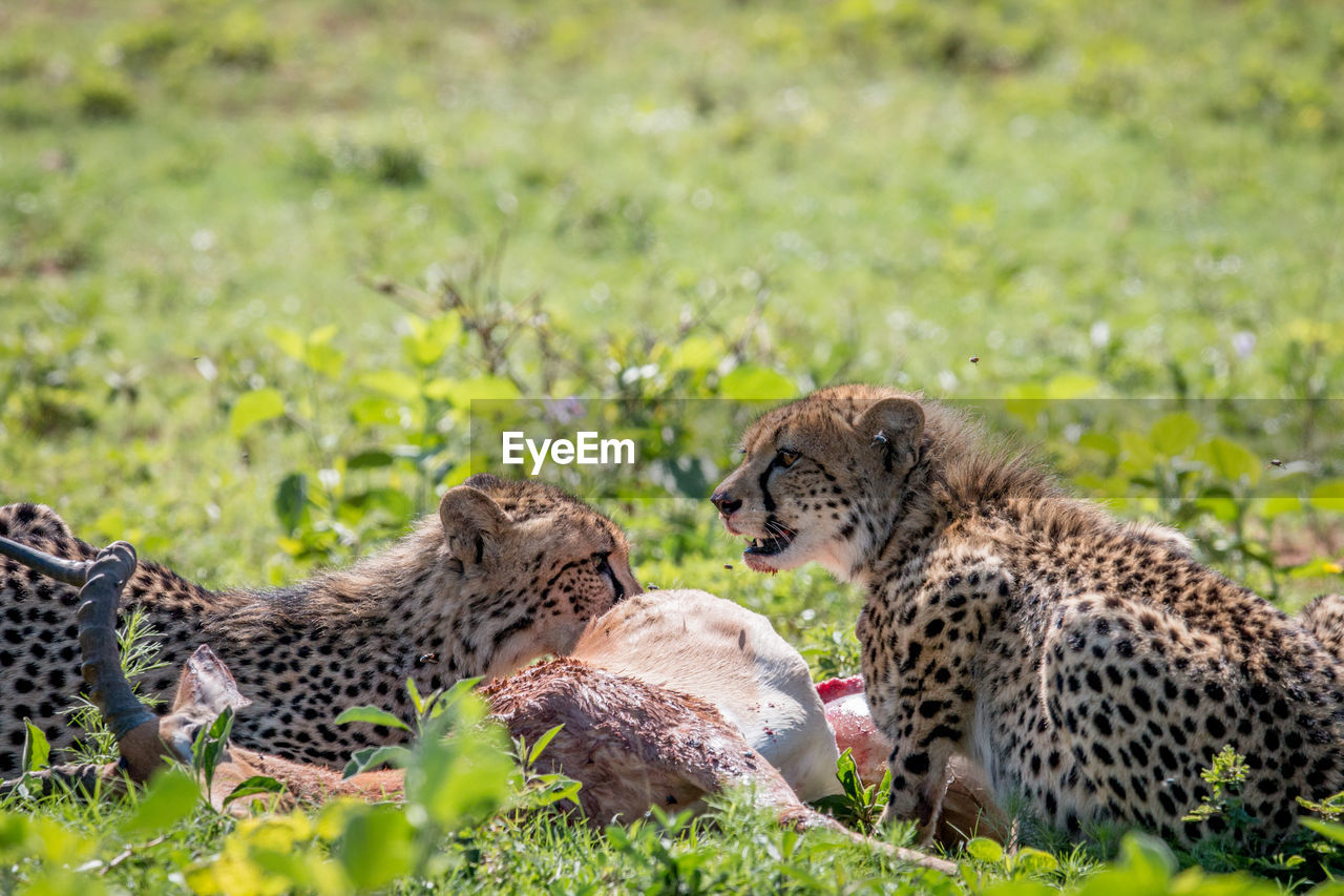 VIEW OF A CAT ON FIELD