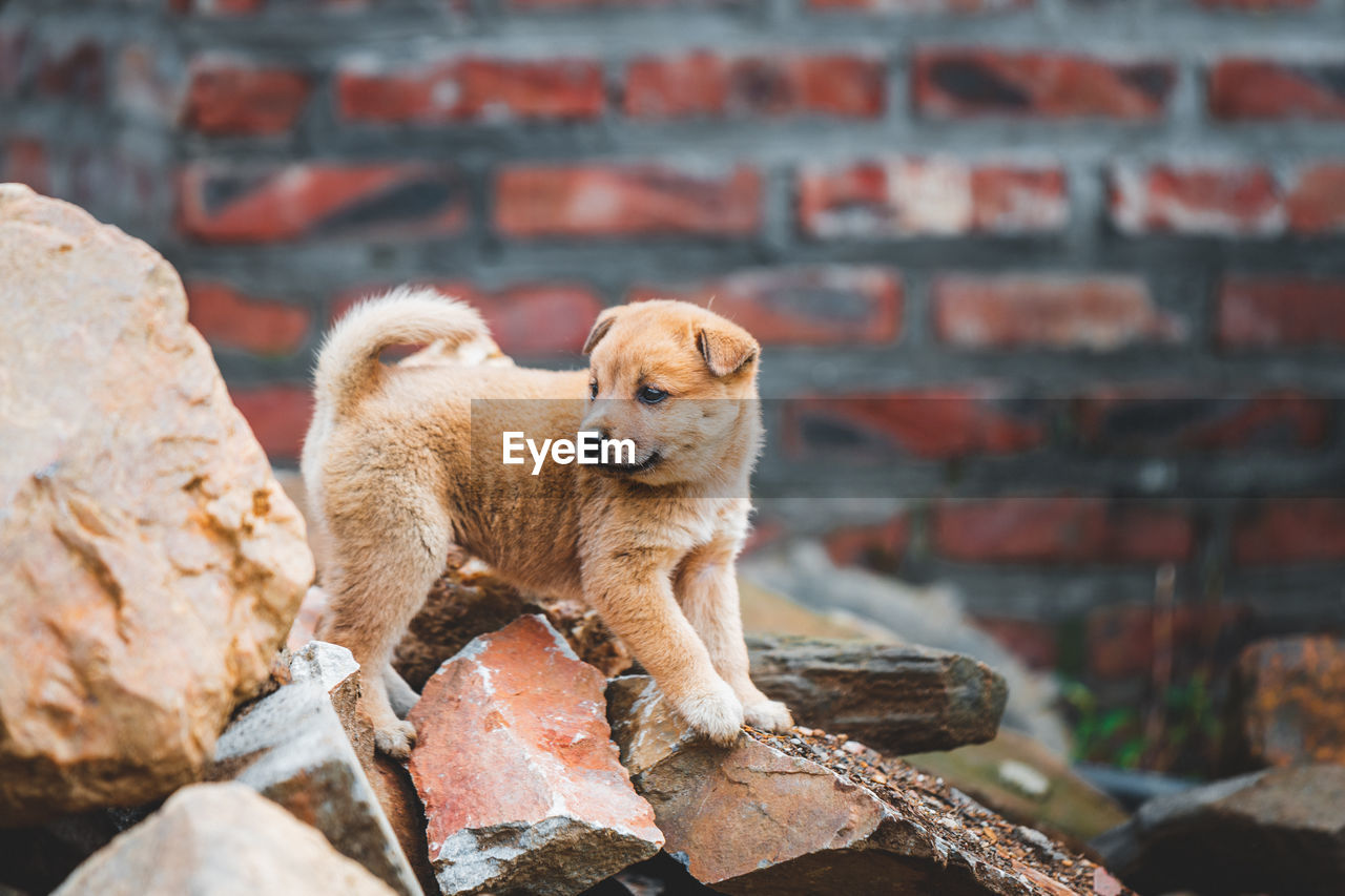 Puppy standing on rocks outdoors