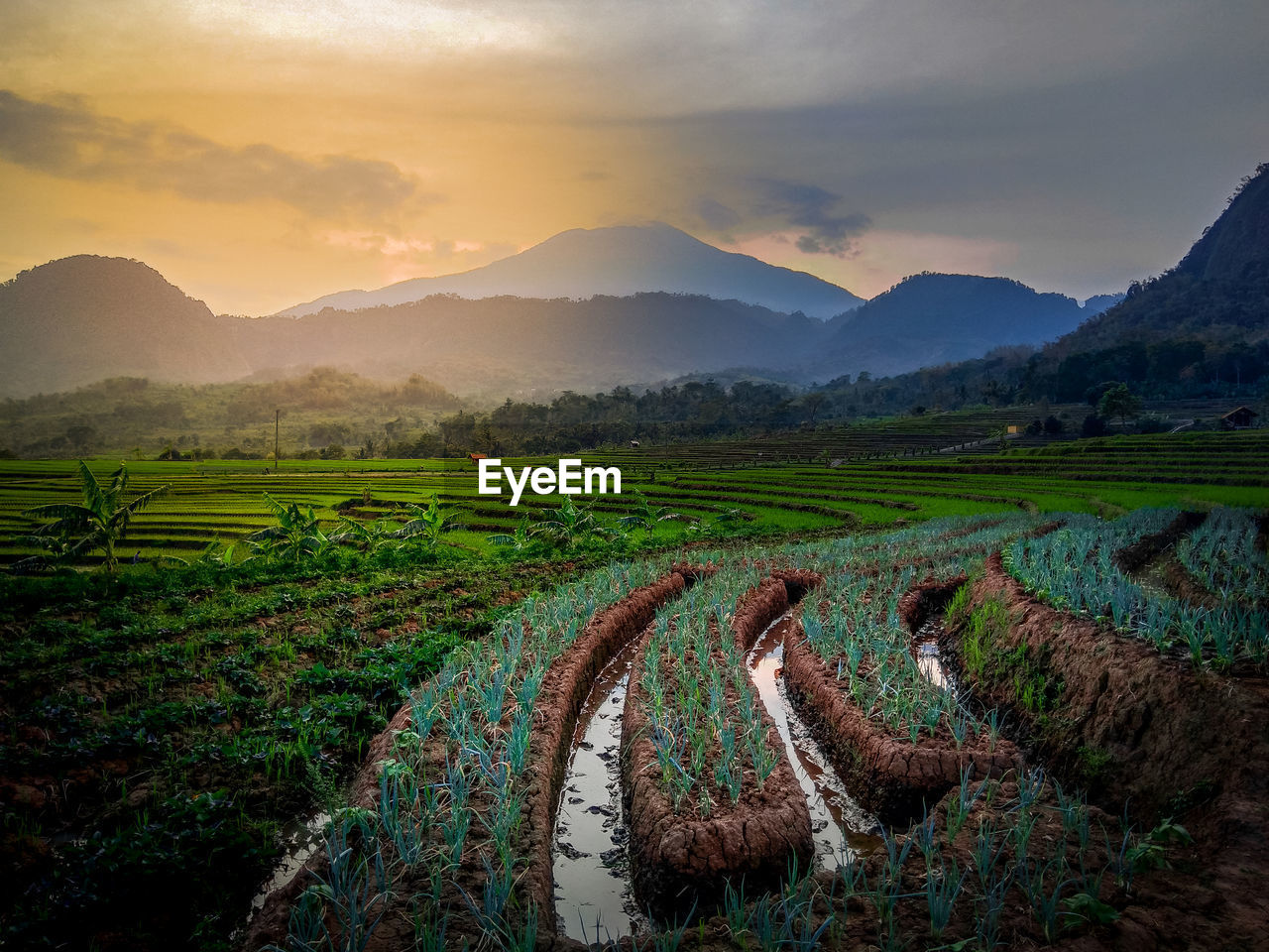 Scenic view of agricultural field against sky during sunset