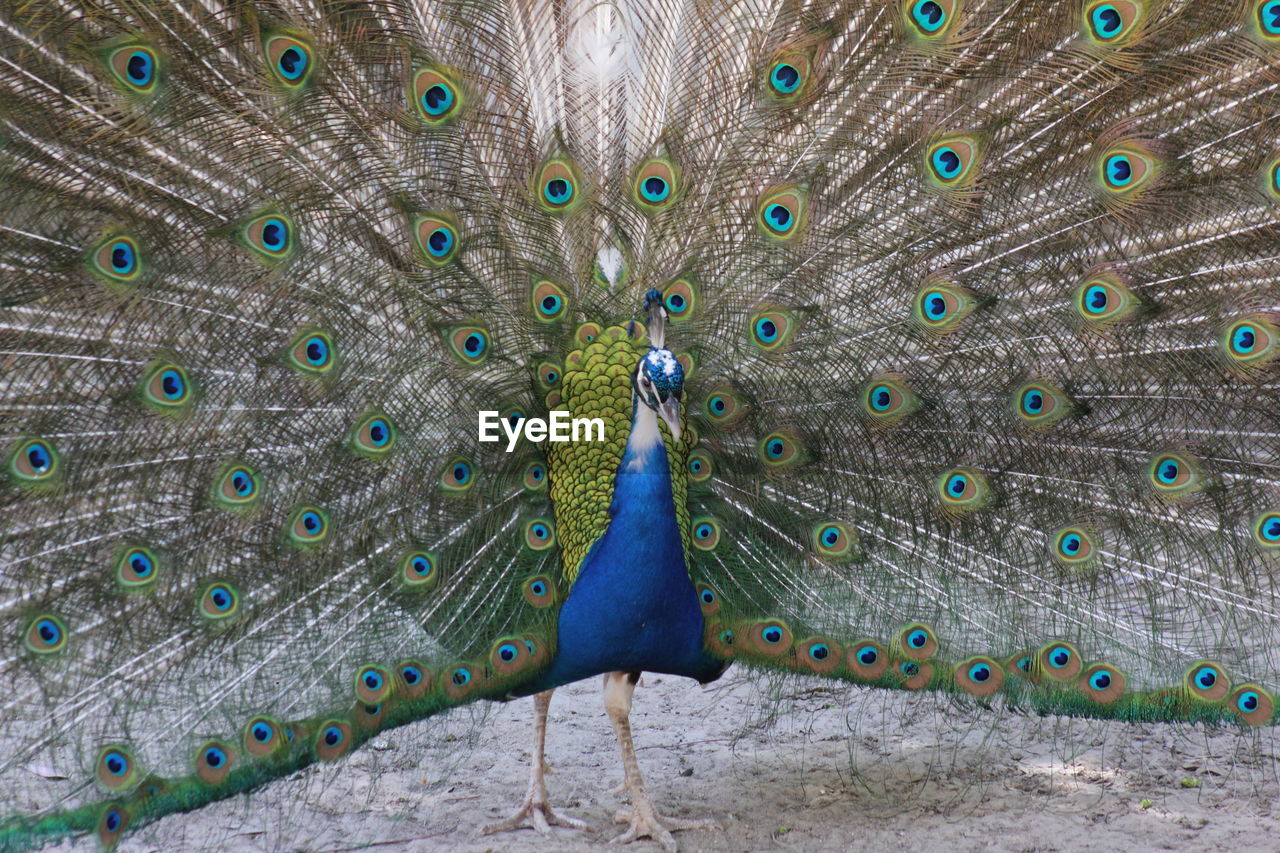 CLOSE-UP OF PEACOCK FEATHER ON BLUE FEATHERS