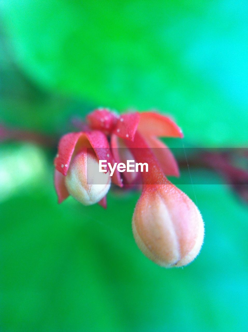 Close-up of pink flower bud