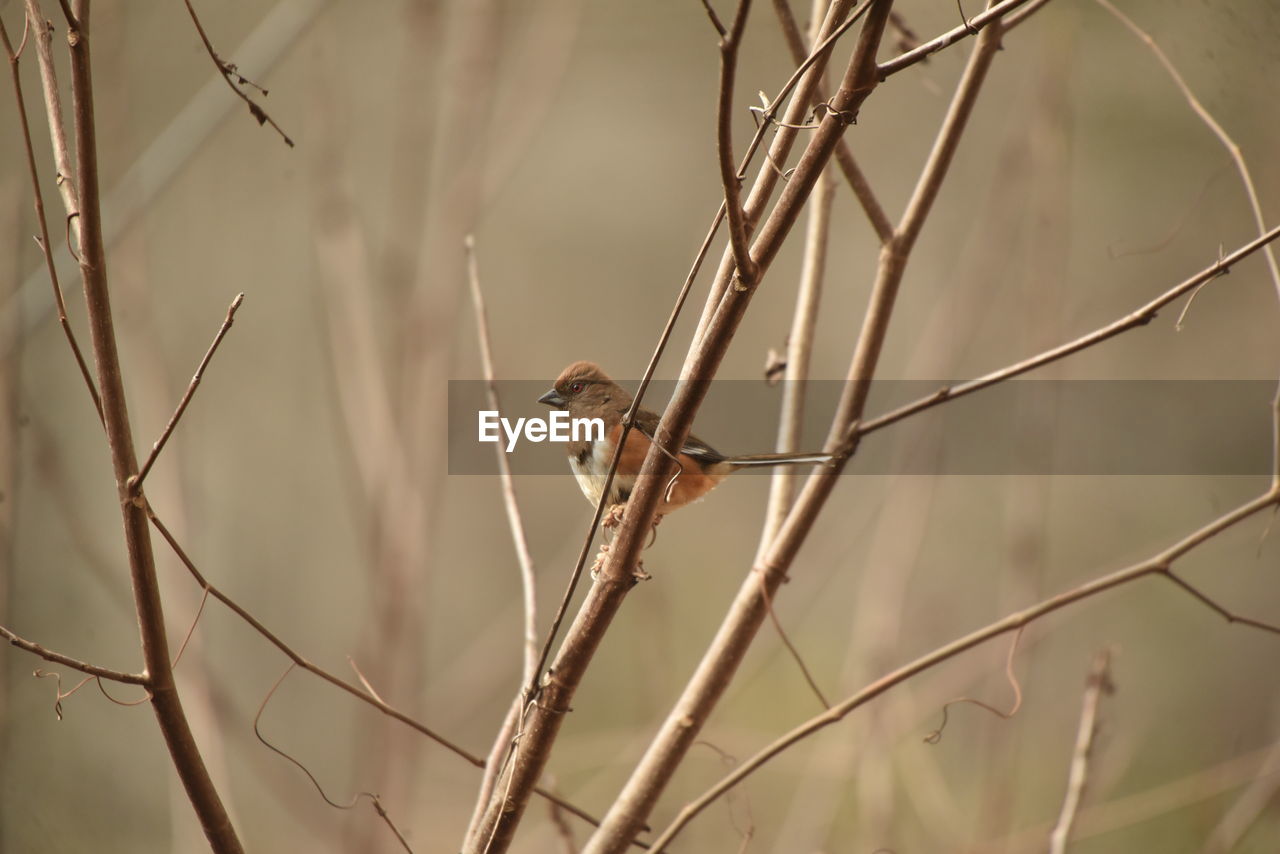 VIEW OF BIRD PERCHING ON PLANT