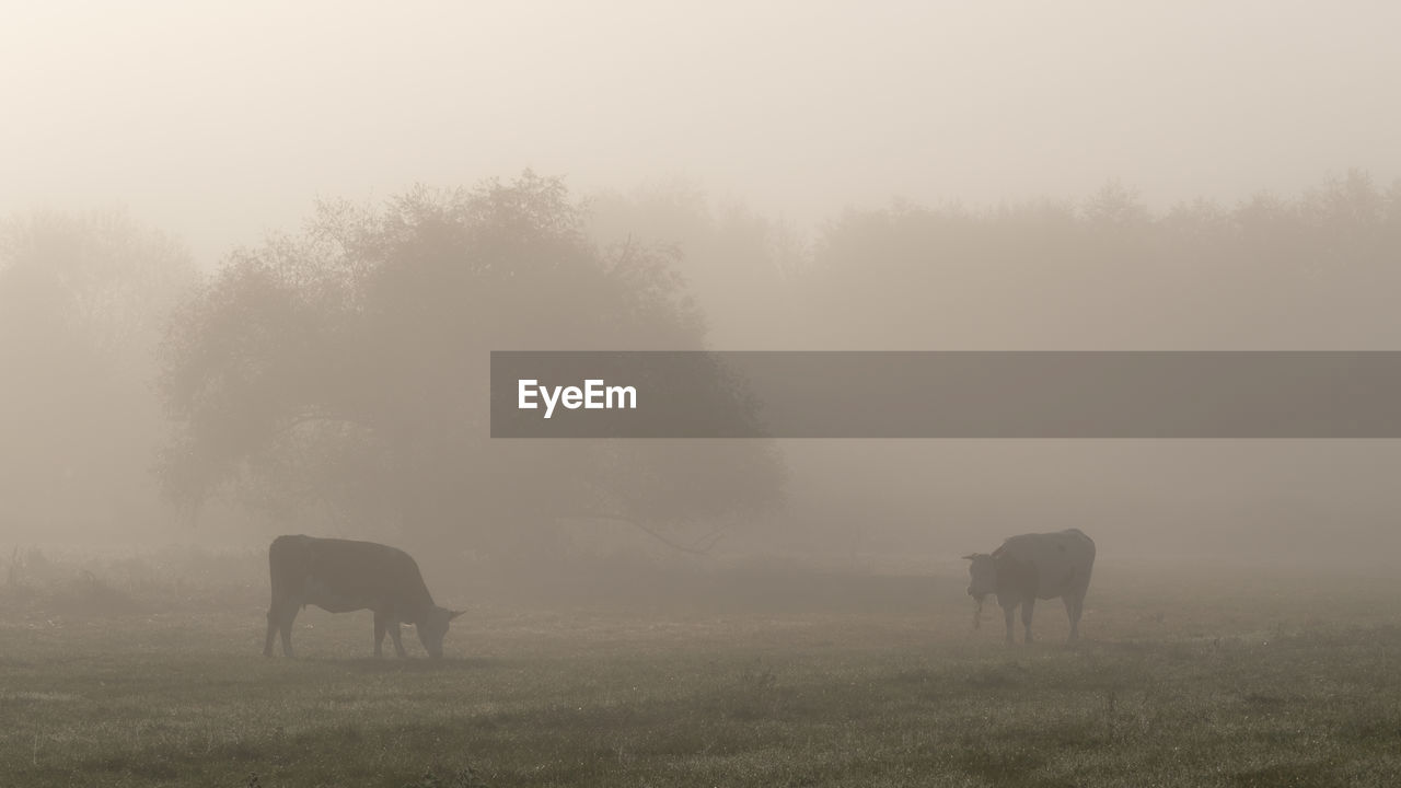 Cows in a field